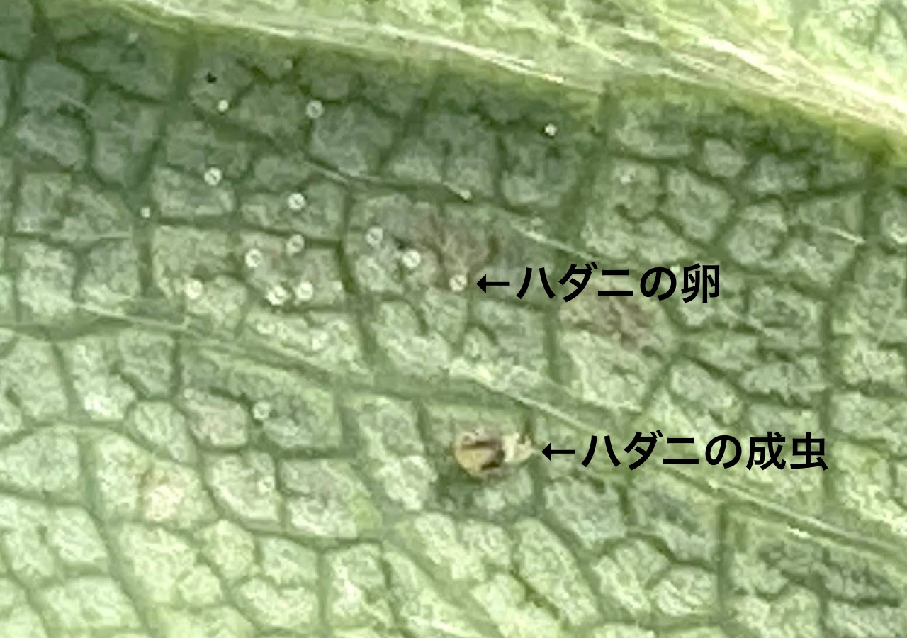 いちごハダニおすすめ農薬！気門封鎖ダニ剤,回数無制限,天敵製剤に影響がない殺虫剤 | 株式会社イチゴテック