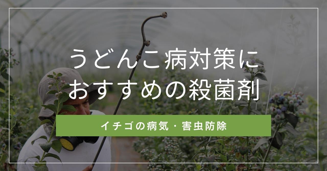 いちご栽培のうどんこ病の予防や治療に効くおすすめの農薬【殺菌剤・使用回数無制限・浸漬】 | 株式会社イチゴテック