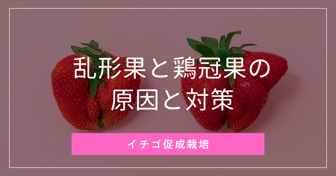 いちごの形がゴツゴツ先端が四角形！乱形果と鶏冠果の原因と対策