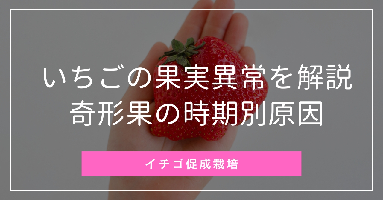 いちごの果実異常を徹底解説！奇形果の時期別原因（花芽分化から開花