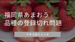 イチゴ‼️他の方はご購入できません‼️ イチゴ‼️他の方はご購入できません‼️ いちご】他の方のご購入