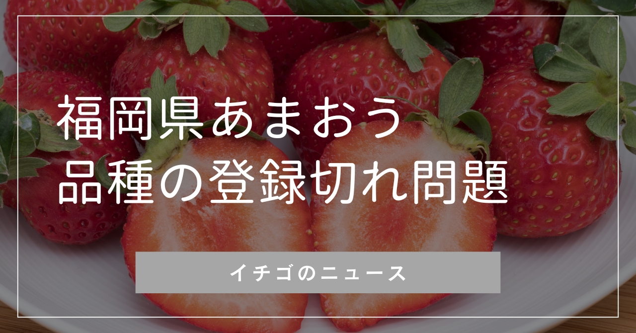 イチゴ‼️他の方はご購入できません‼️ 福岡県あまおうの品種登録の期限が2025年1月に切れる問題