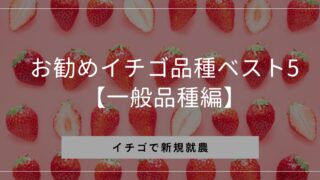 収量が多く儲かりやすい！苗の海外持ち出しもできるおすすめイチゴ品種