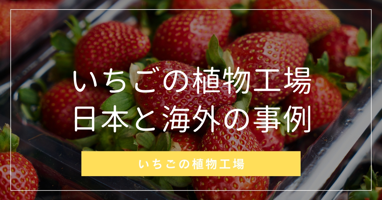 いちごの閉鎖型・室内植物工場の事例17選【日本と海外】 | 株式会社