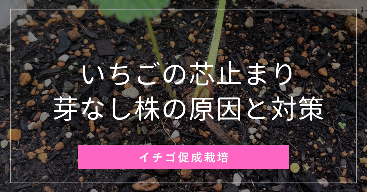 いちごの芯止まり・芽なし株の原因と対策【促成・夏秋栽培】 | 株式