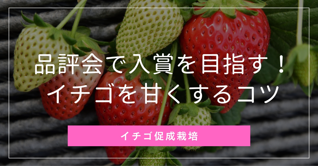 いちご品評会で入賞を目指す！イチゴを甘くする栽培のコツ・糖度を高く