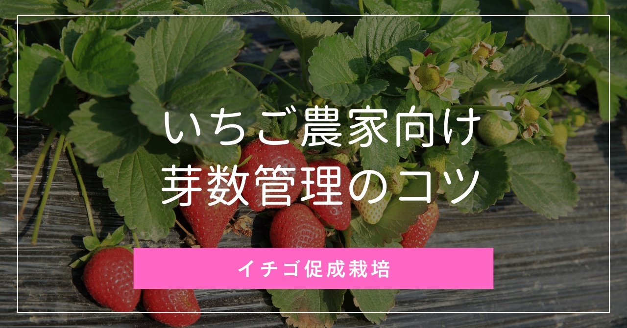 いちご農家の芽かき・脇芽管理のコツ【芽数調整で収量・糖度アップ